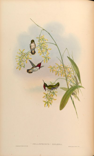 Selasphorus heloisa = Atthis heloisae da John Gould